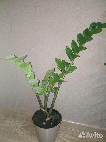 Замиокулькас