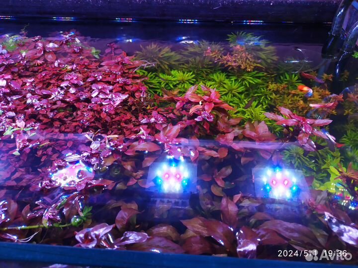 Аквариумные растения, прополка