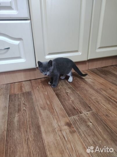 Котенок. Отдадим в хорошие руки