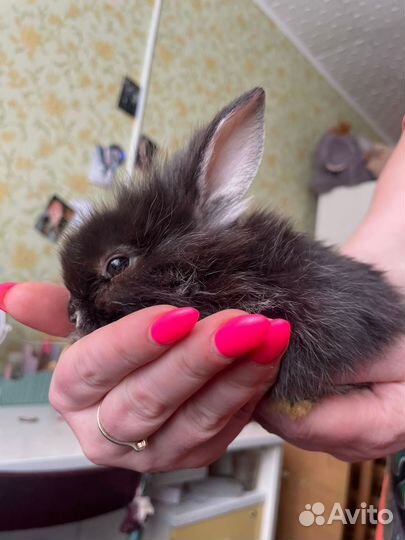 Декоративные карликовые кролики