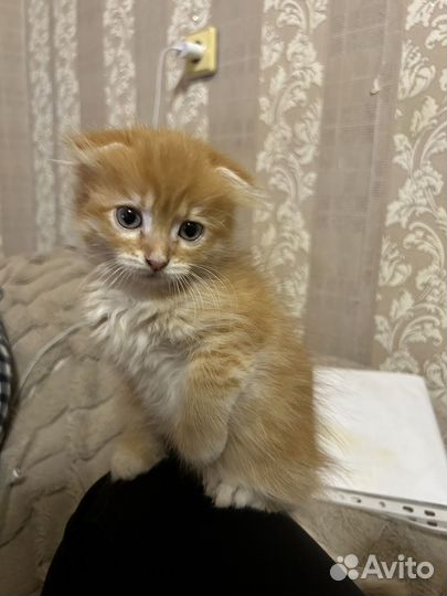 Кошечка в добрые ручки