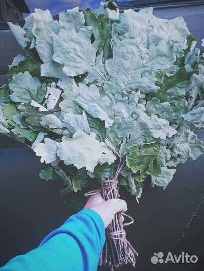 Дубовые веники