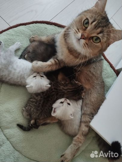 Котята