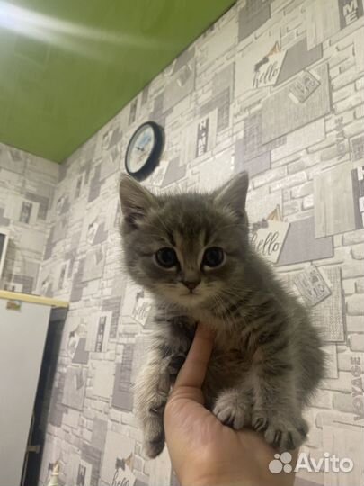 Котенок