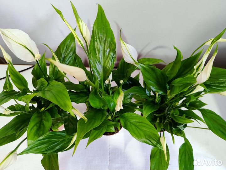 Спатифиллум