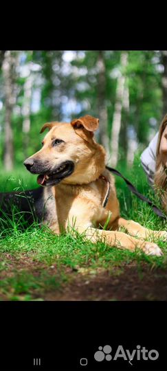 Собака, с необычной кличкой