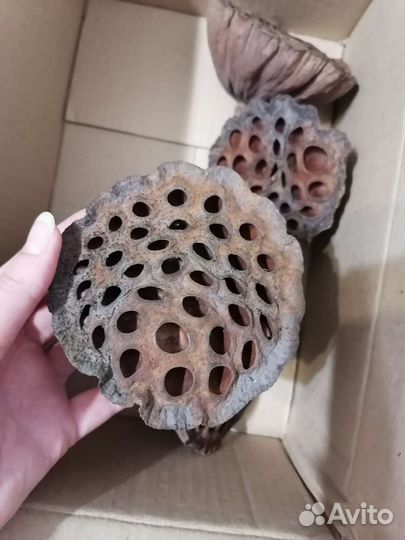 Коробочки лотоса и физалис