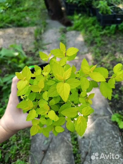 Спирея голден принцесс