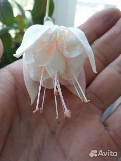 Балерина,вайт кинг,безимянка,принц оф пис