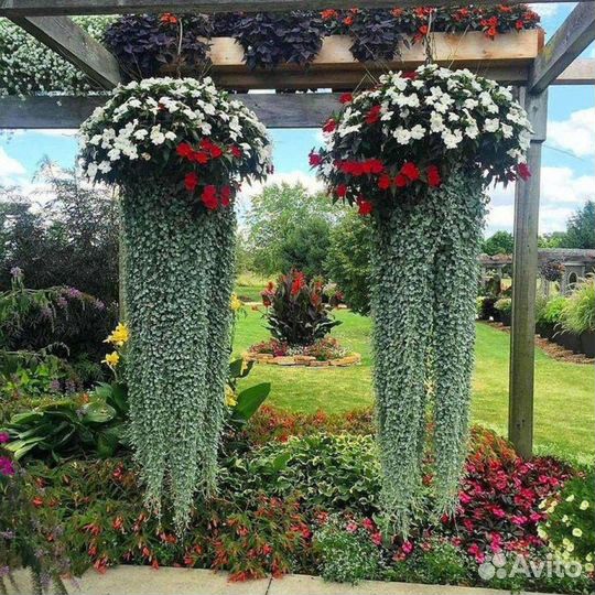 Петуния, Калибрахоа, Дихондра и т.д