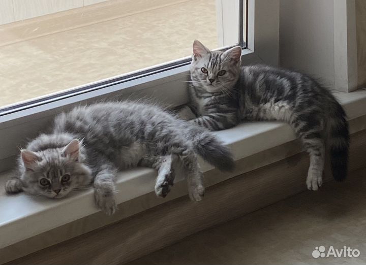 Британские котята мраморного окраса