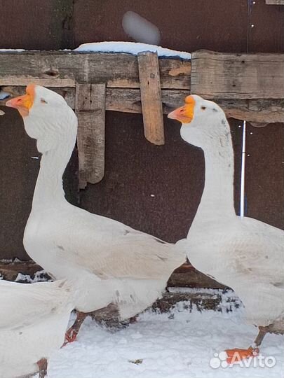 Гуси Холмогоры