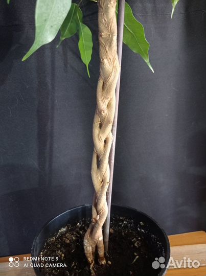 Фикус бенджамина