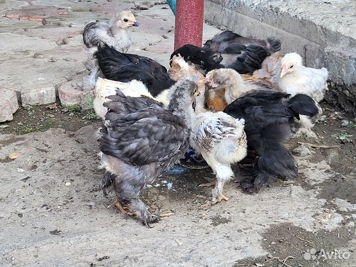 Цыплята домашние