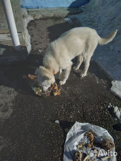 Возьму щенка в добрые руки