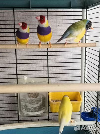 Амадина гульда