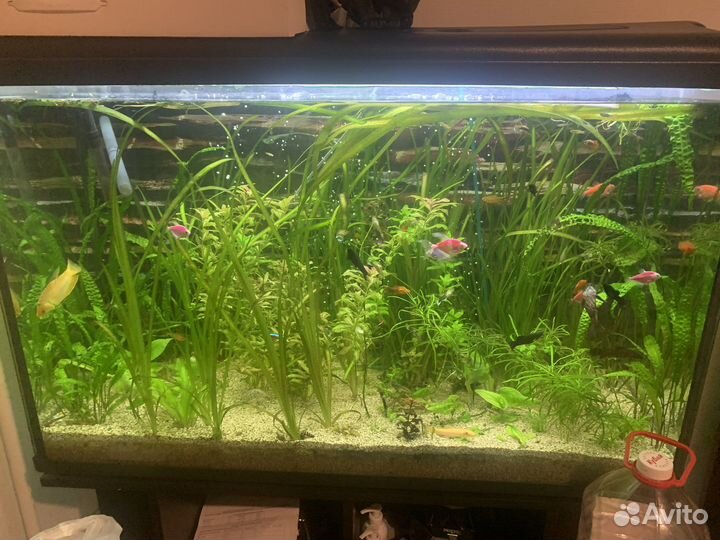 Аквариумное растение