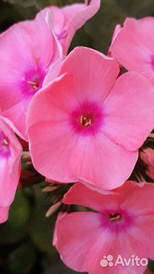 Флокс и другие садовые цветы