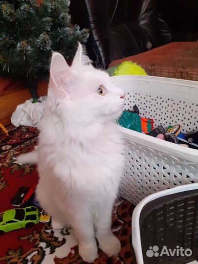 Домашняя кошечка