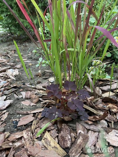 Кислица рожковая