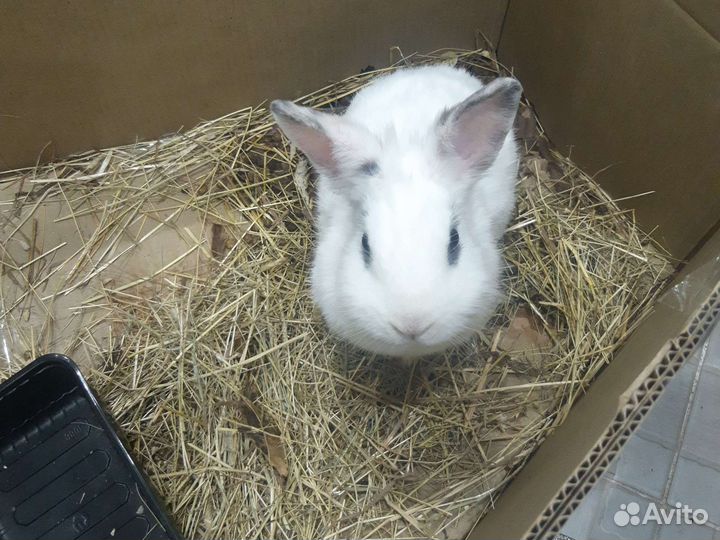 Декор.кролик