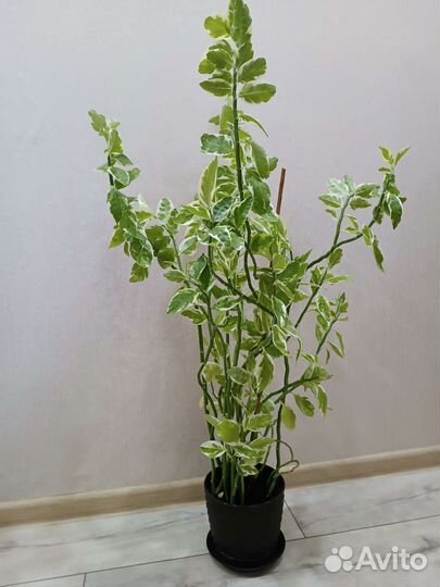 Педилантус