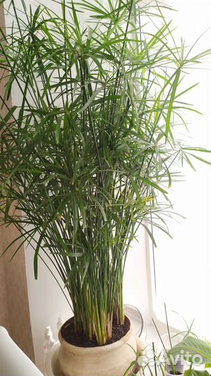 Циперус малыши