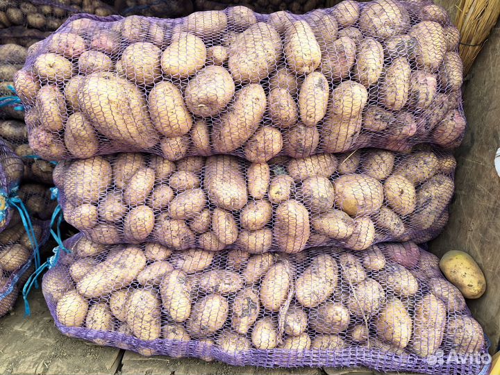 Картофель крупный