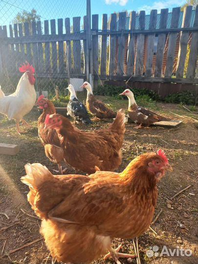 Куры несушки