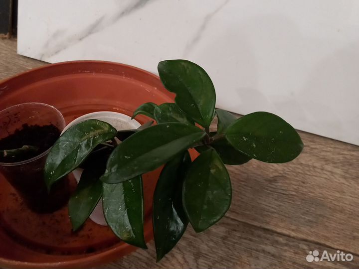 Комнатные цветы