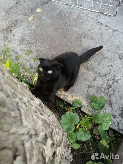 Кошка в добрые руки