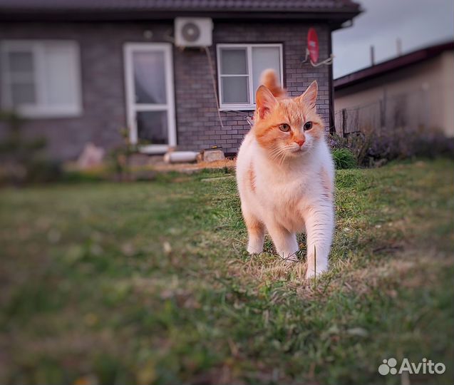 Рыжая кошка