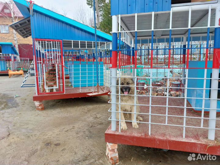 Вальеры для сторожевых собак