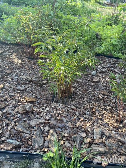 Мульча кора