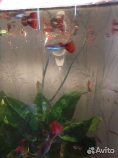 Гуппи (подростки)