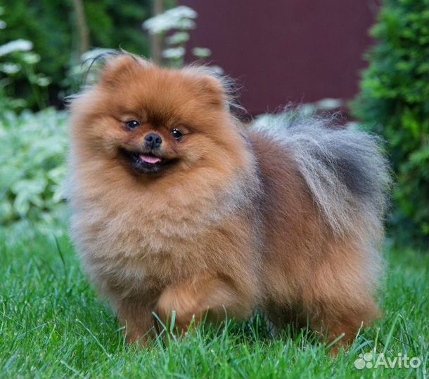 Настоящий померанец-медвежонок