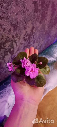 Фиалочки стартеры и детки