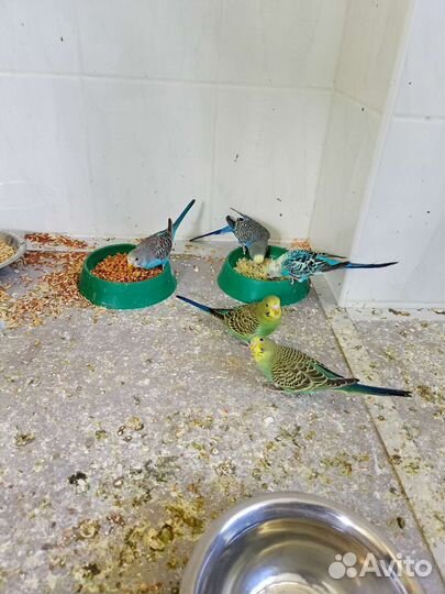 Попугай неразлучник, птенец