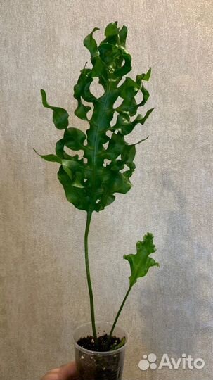 Нефролепис Биссерата Микроссорум Грин вейв