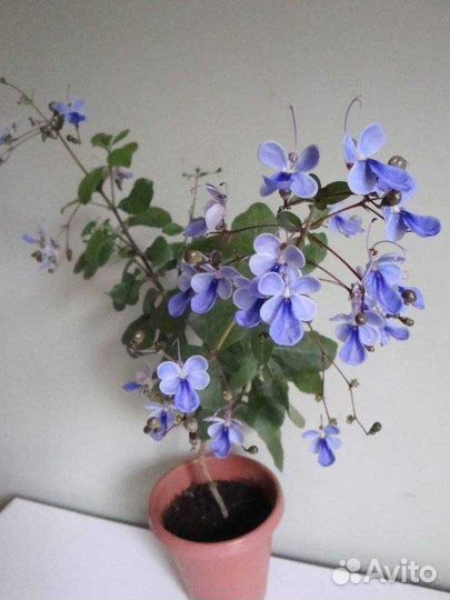 Живые цветы в горшках