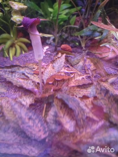 Аквариумные растения