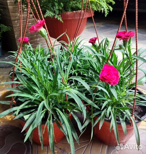 Гвоздика ампельная