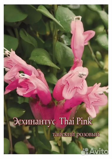 Эсхинантусы 9 сортов. Цены подписаны