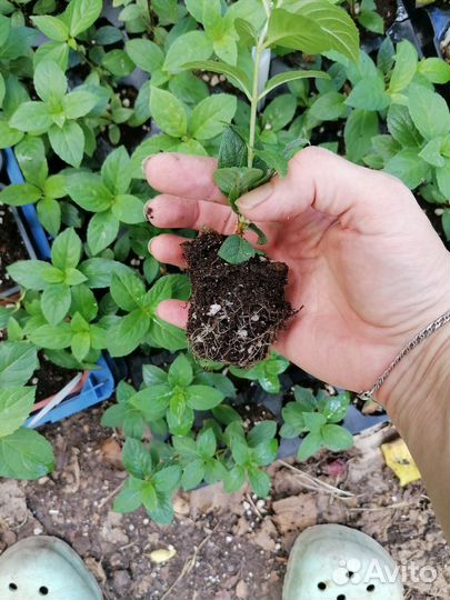 Чeренки метельчатой гортeнзии