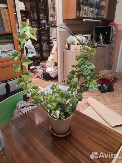 Плющ пестролистный