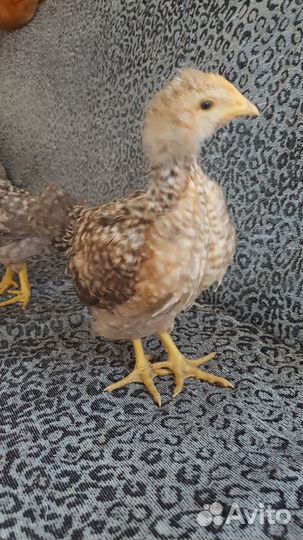 Инкубационное яйцо билефельдер