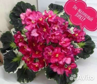 Фиалки детки