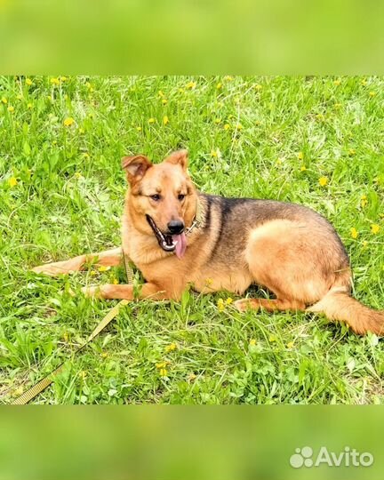 Метис лайки с овчаркой