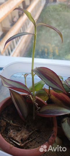 Комнатные растения