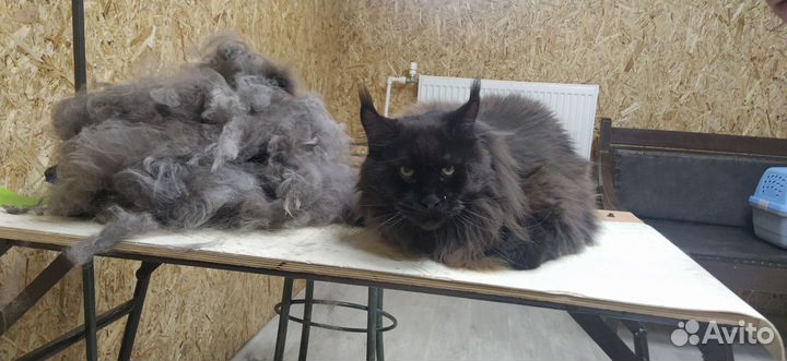 Груминг Юкки Осиновая Роща